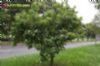 Cordia superba / babosa-branca